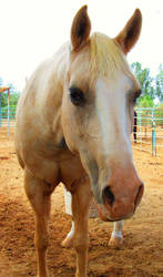 Palomino Beauty