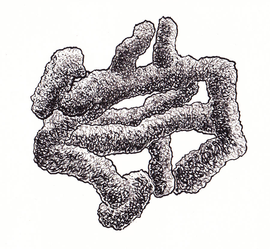 Fungiform by SatchelMarr