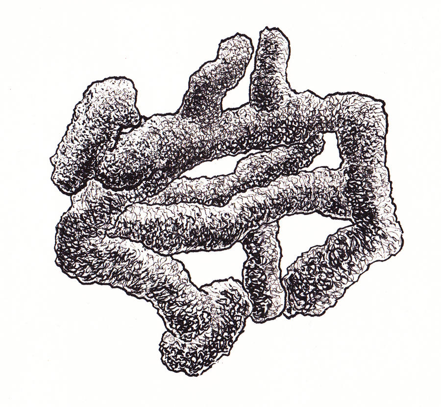 Fungiform