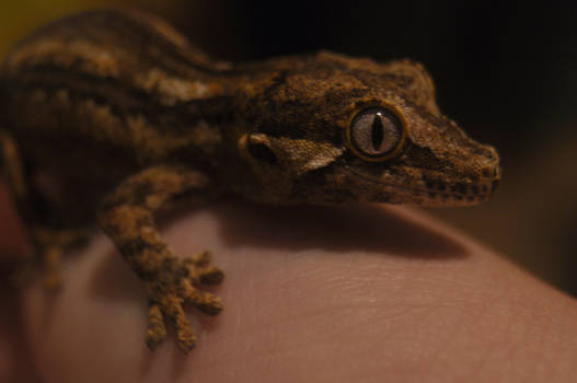 Gargoyle Gecko