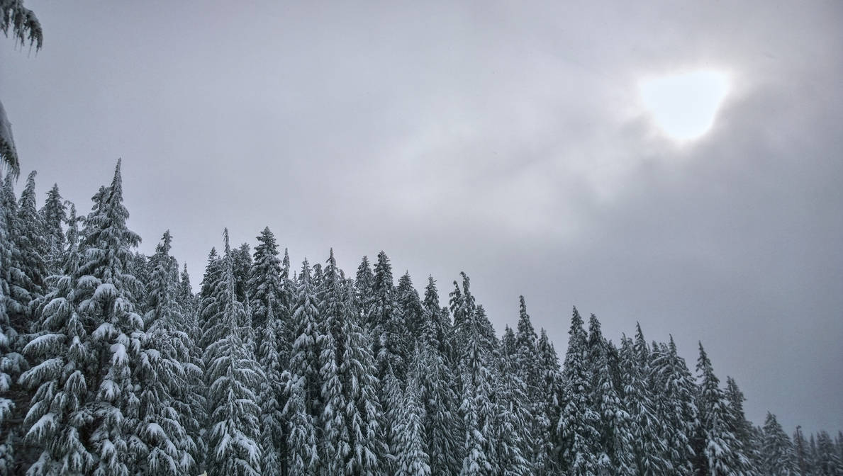 Timberline trees by princesnoopy on DeviantArt