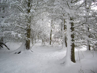 winter woodland stock