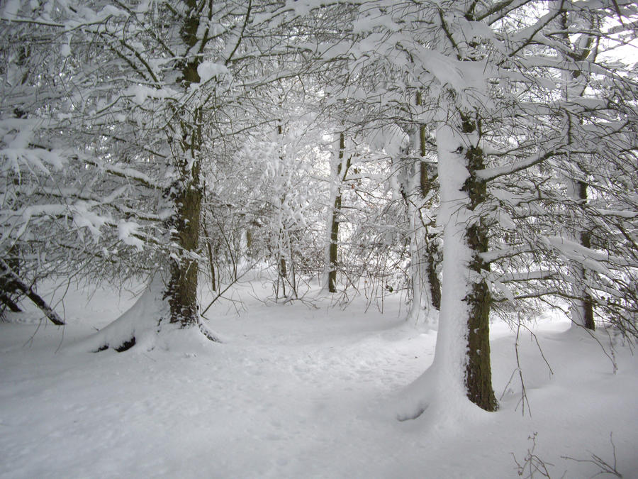 winter woodland stock by HumbleBeez