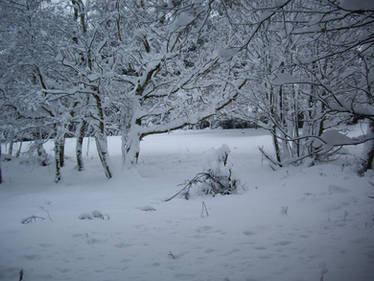 winter snow landscape