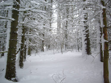 winter forest stock 3