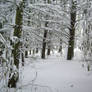 winter forest stock 4