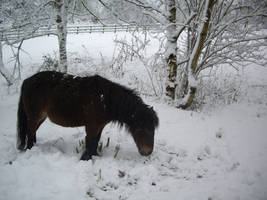 horse winter stock