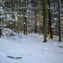 winter forest stock 8