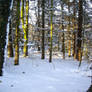winter forest stock 12