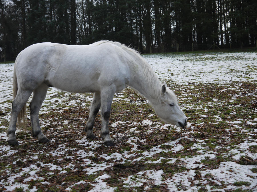 horse stock 101