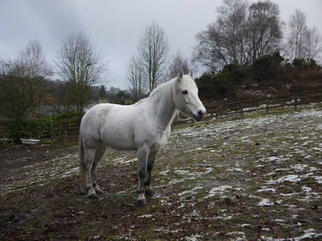 white horse stock 12