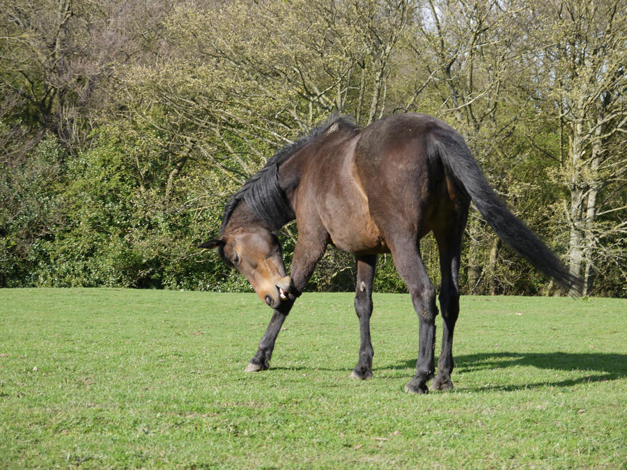 thoroughbred horse stock 2