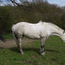 white horse stock 30