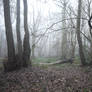 dark forest stock