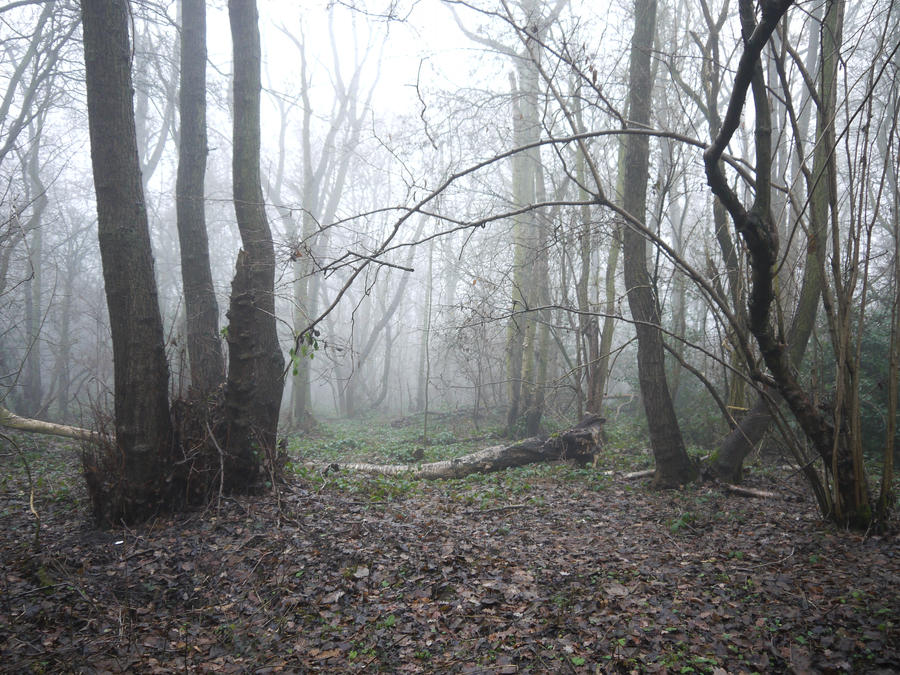 dark forest stock by HumbleBeez