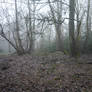 dark forest background stock