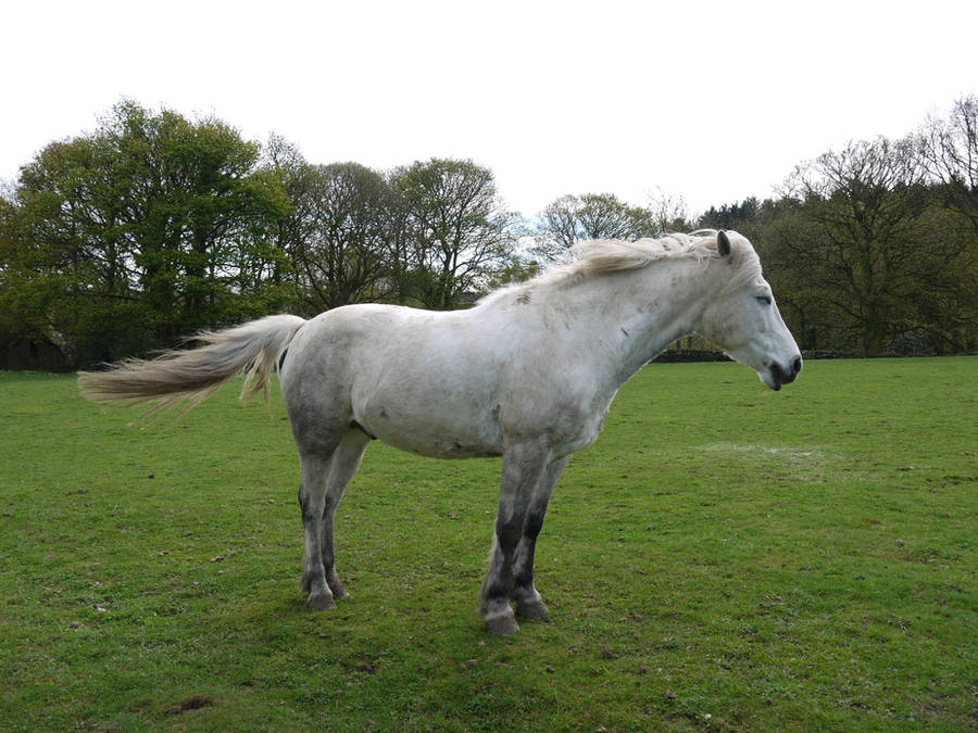white horse stock 31 by HumbleBeez