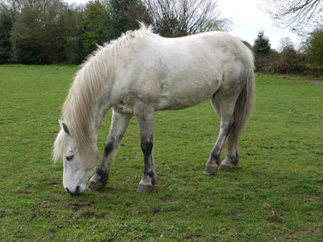 white horse stock 34