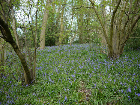 forest background stock 2