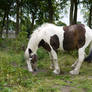 piebald horse stock 2