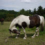 piebald horse stock 3