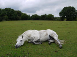 rolling horse stock 1