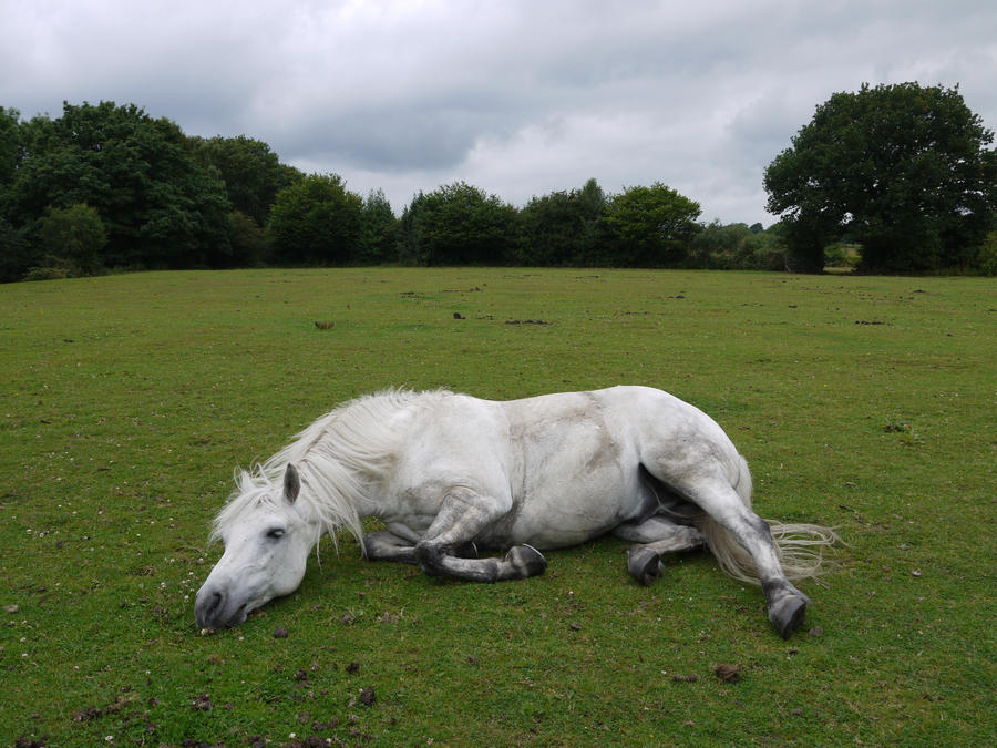 Сон лошадка. Лошадь лежит. Белая лошадь лежит. Конь валяется. Лошадь валяется.