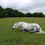 rolling horse stock 5