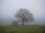 foggy tree stock