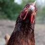 captivated hen