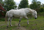 white horse stock 50