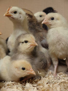 week old chicks