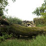 Fallen tree stock 1