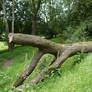 Fallen tree stock 2