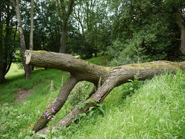 Fallen tree stock 2