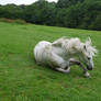 white horse laying stock