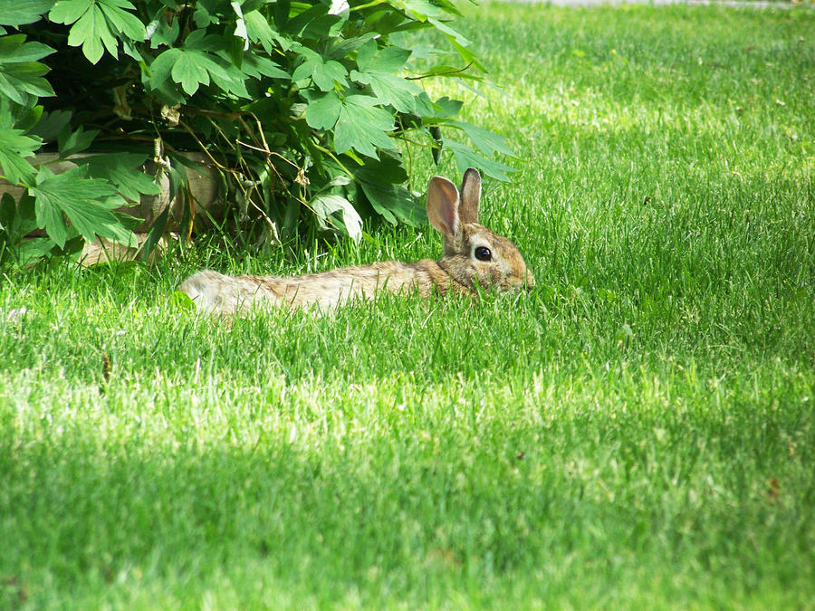 Silly Wabbit