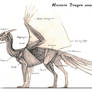 Western Dragon anatomy v.2