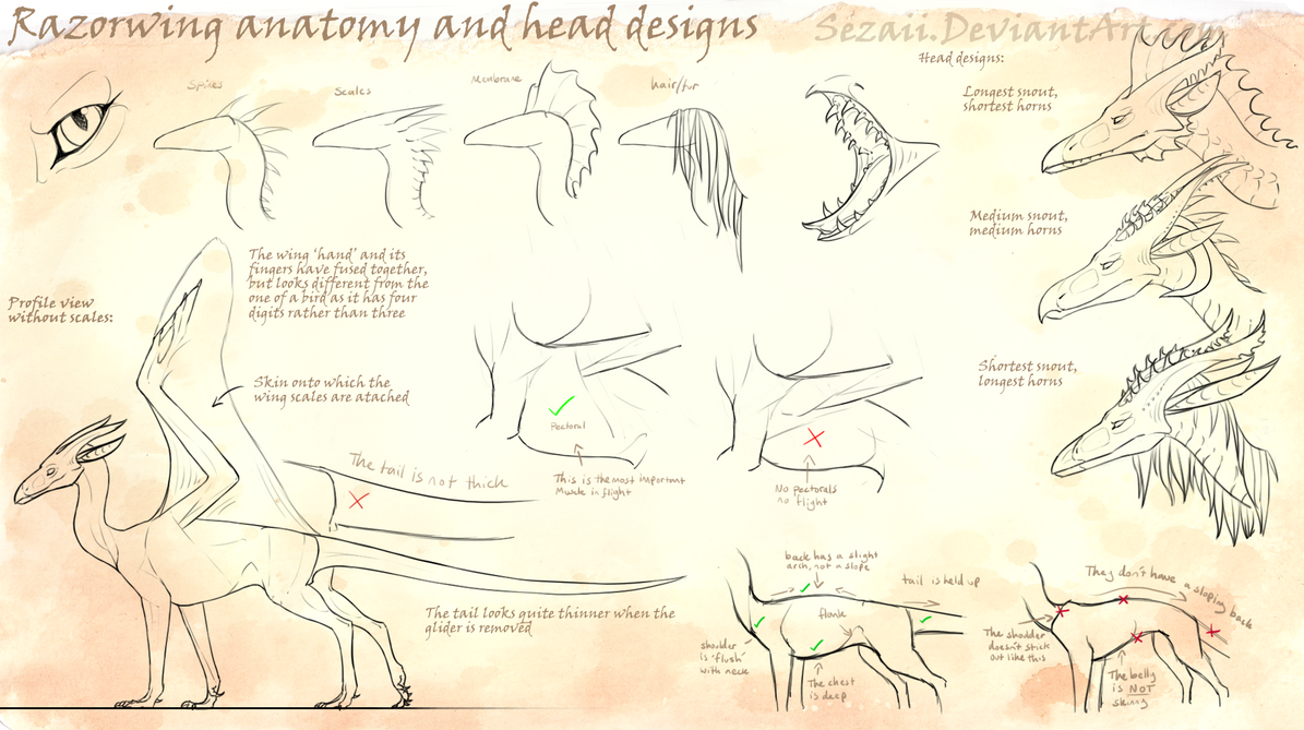 Razorwing extended ref: Anatomy and head designs by Sezaii on DeviantArt