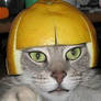 cats wearing hats 6