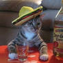 cats wearing hats 7