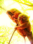 tarsier., by me-aiks