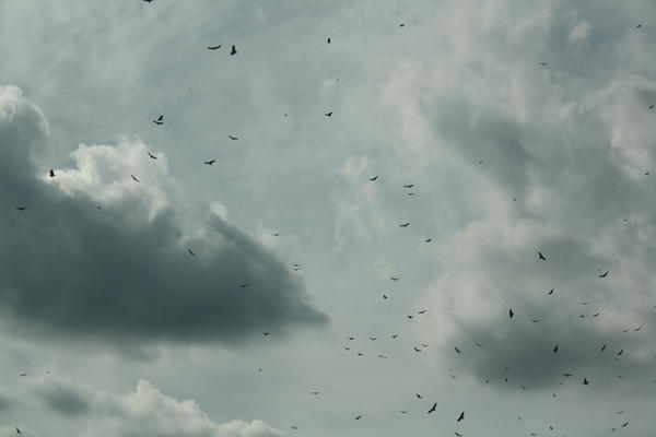 Birds in Flight 3