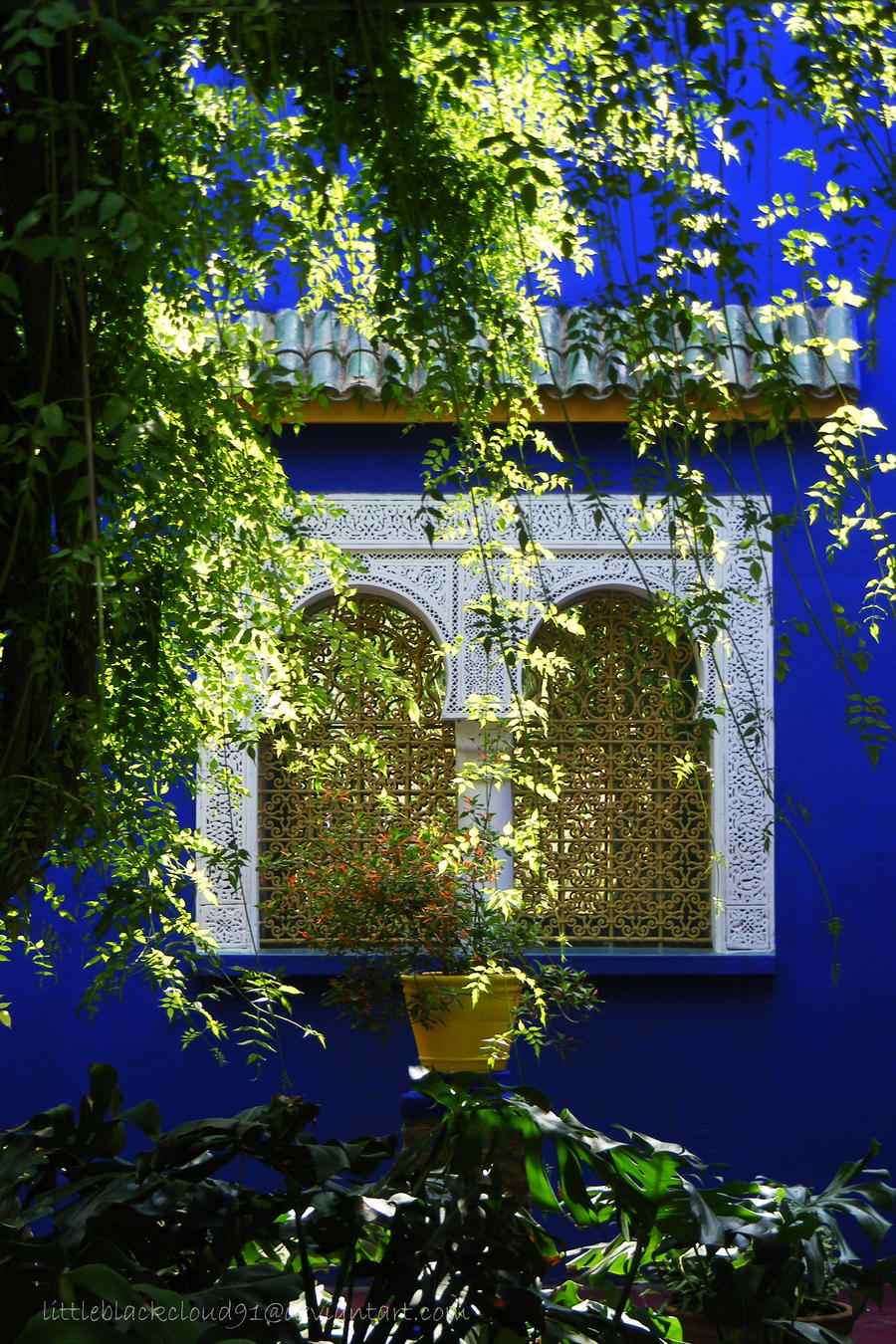 Marrakesh,.jardin majorelle