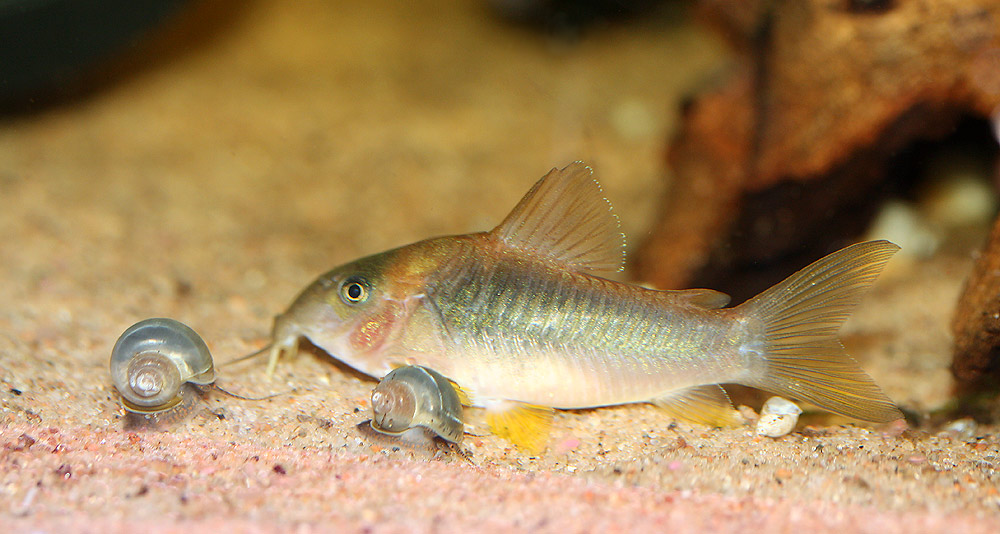 Corydoras Melanoteania