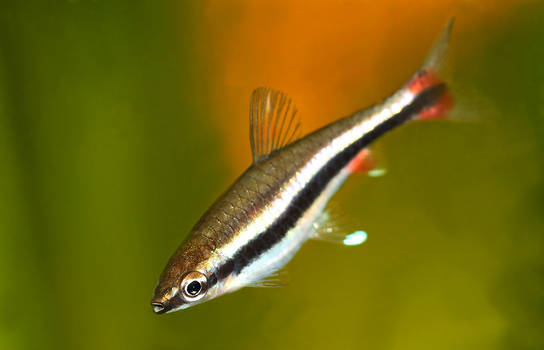 Nannostomus Beckfordi female