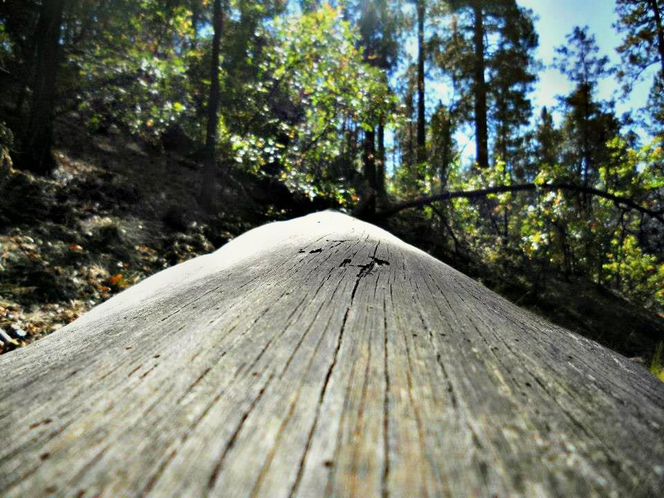 Fallen tree perspective