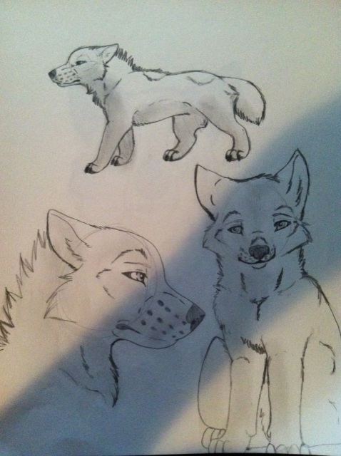 Mo Wolf Sketches