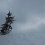 The Lonely Tree,Winter Version