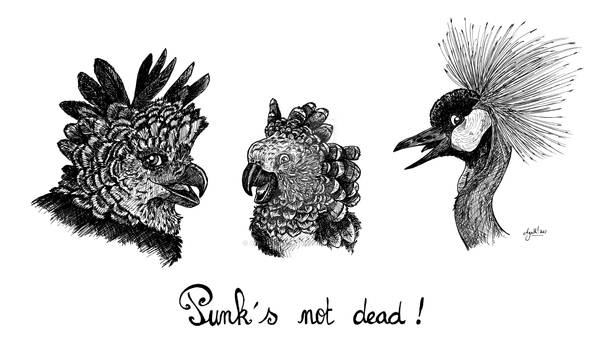 Oiseaux Punk